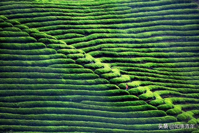 完美体育中国十大名茶排行榜：西湖龙井实至名归四川仅蒙顶甘露一次入围(图6)